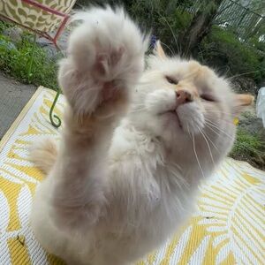 Meet your Posher, Galamarie